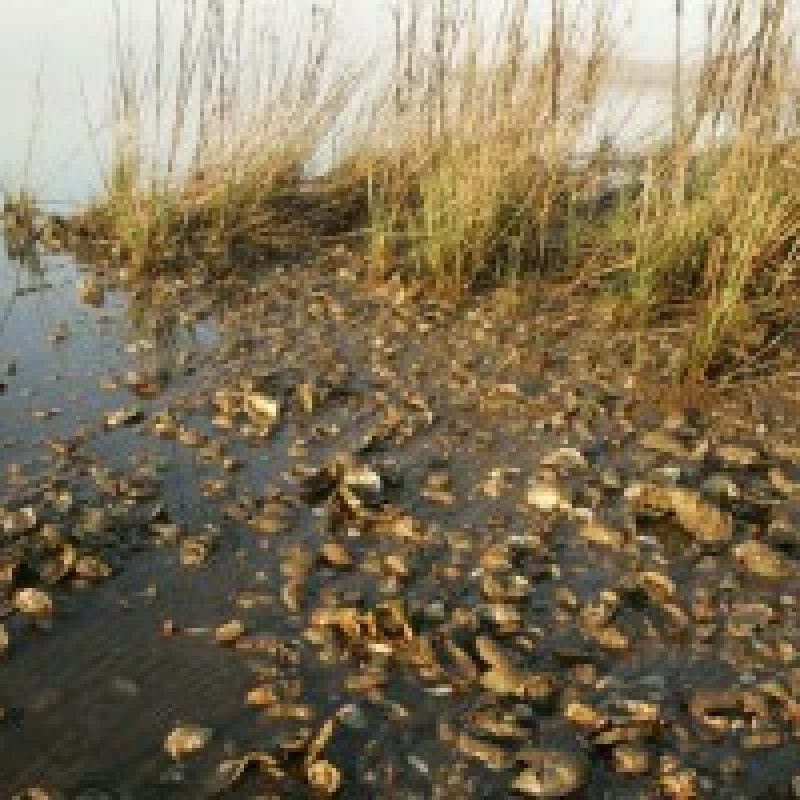 Oysters and marsh shoreline